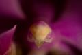 Lo que el corazon esconde (orquideas muy de cerca)
