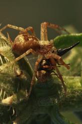 Macrofotografía