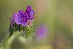 Macrofotografía