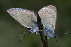 Macrofotografía