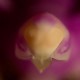 Descripción: Lo que el corazon esconde (orquideas muy de cerca)