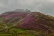 Descripción: El brezo de Picos de Europa