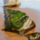 Descripción: De la playa de Barrika